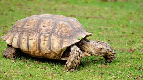 animals hero african spurred tortoise