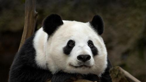 animals hero panda